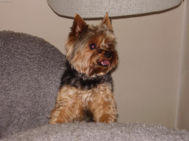 Foto: Kde ten ply��k je?-tohle je n� zv�dav� �iko