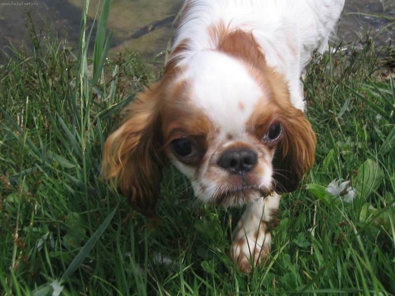 Foto: ASKIN-niet nad �ist� prame�