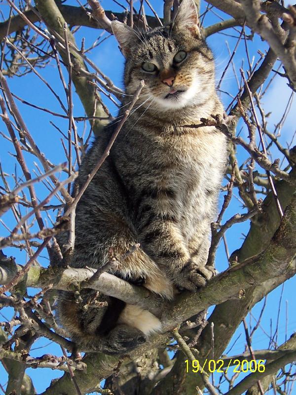 Foto: �i�inka-Podle ze stromu