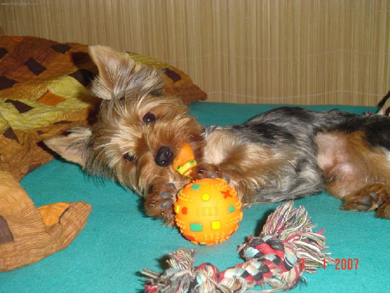 Foto: Monty-V�echny hra�ky sn�m