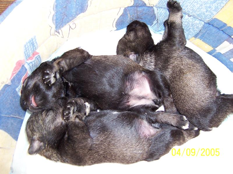 Foto: �t���tka z cht. stanice z Povod� Oharky-10ti denn� bumbrl��ci