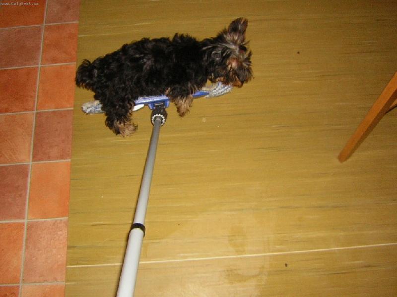 Foto: Psisko surfuj�c� na mopu-Jsem superhrinka