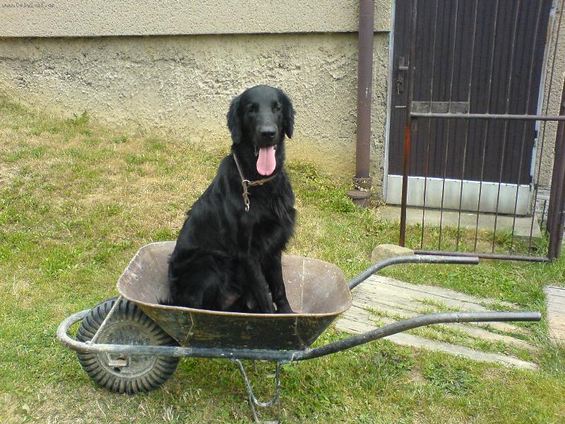 Foto: Delfi Dan Lenfir-ps� pomocn�k