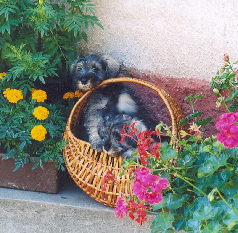 Foto: Fill a Flavie-Kuk