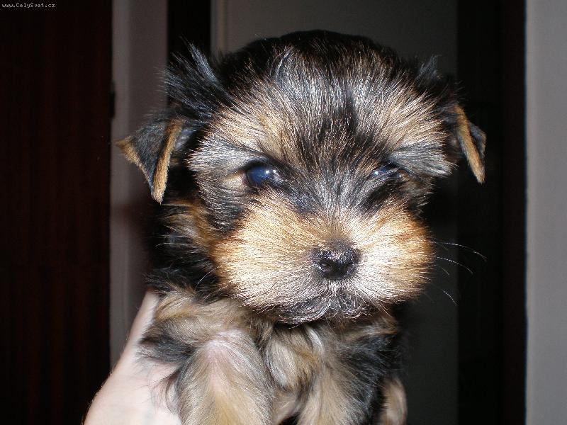 Foto: Mal� S�rinky-...d�te mi pusu?