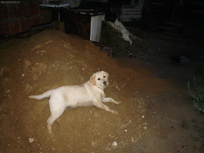 Foto: Jejda, ty m� fot�?!-N� pejsek Lucky