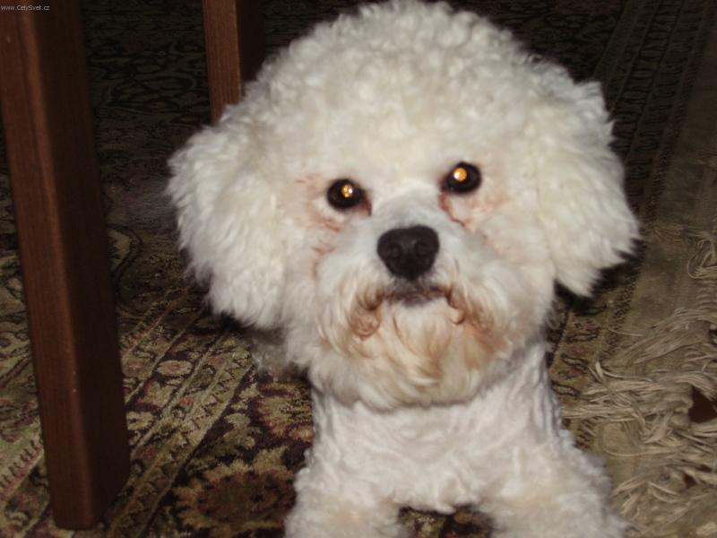 Foto: Fin-Fin��ek