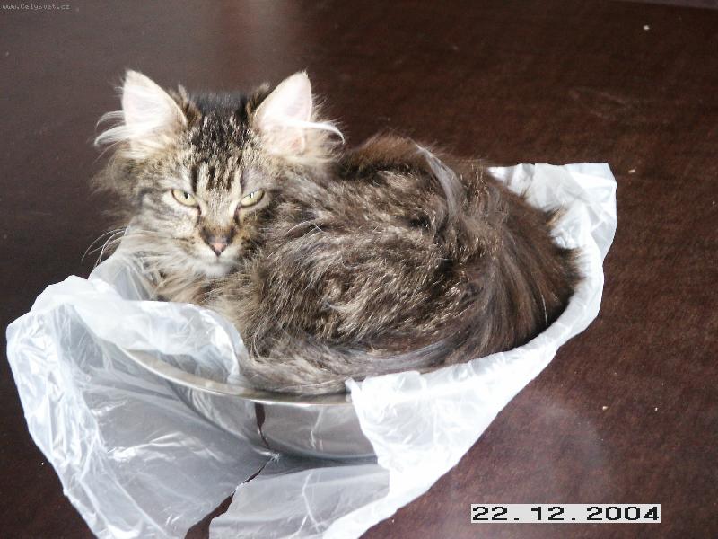 Foto: Nas... ko�ka