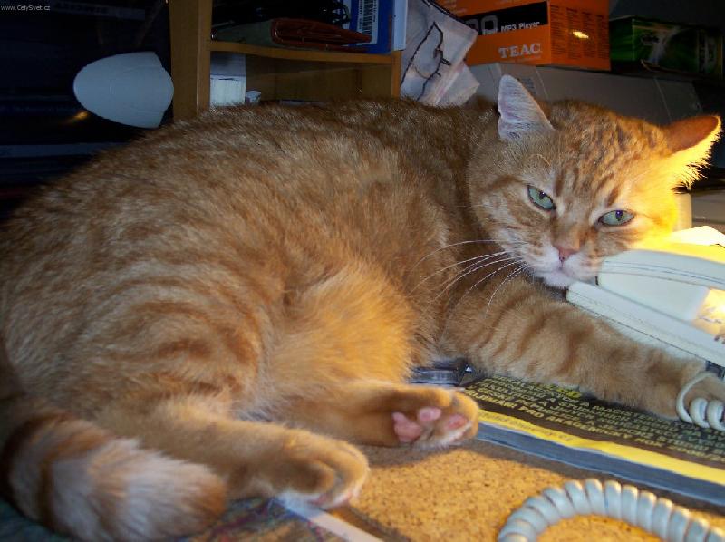 Foto: �ek�m, kdy m� zavol�........-na�e skv�l� ko�ka snad um� i telefonovat