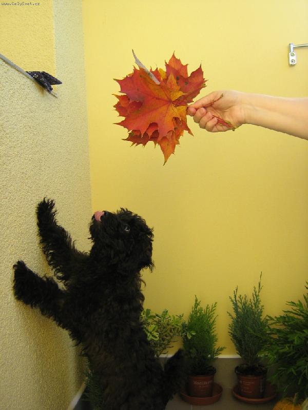 Foto: Ben�k a podzim-Ben na balkon� ochutn�v� podzimn� listy