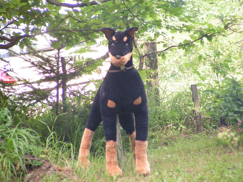 Foto: hl�da� dobrman s PP-nalezenec z kontejneru