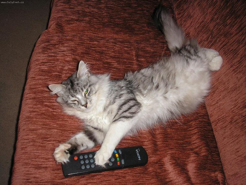 Foto: M�j kocourek Jessik =)-=)