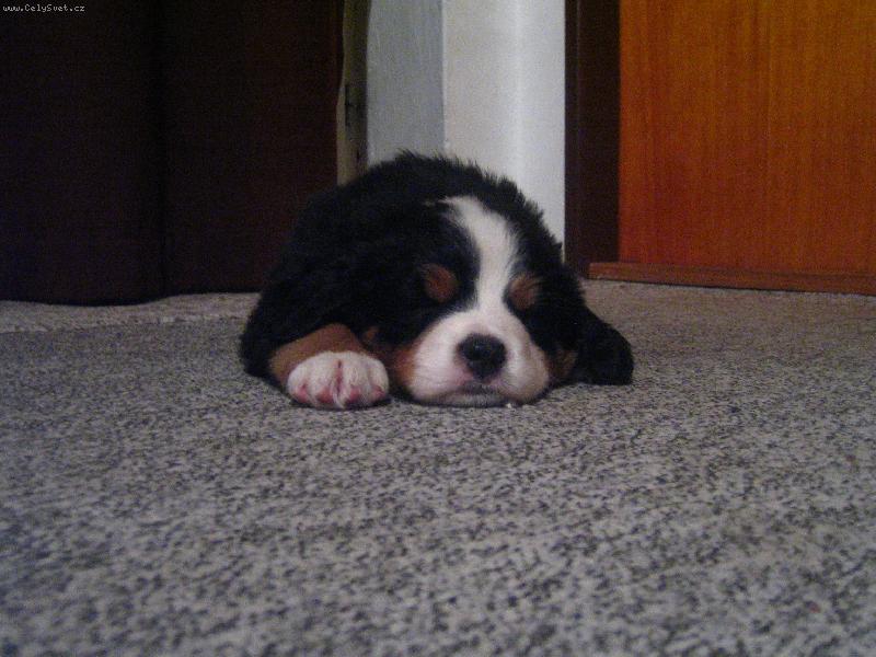 Foto: medv�dek-tak je mi nejl�p-mezi medv�dky:)