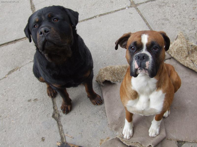 Foto: Andy a Dusty-psi