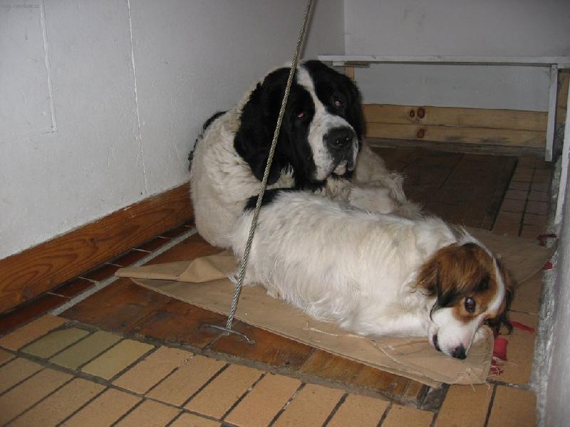 Foto: Blahosklonn� medv�d-Nejen, �e mi obsadil m�sto, ale je�t� mi ho �ere...