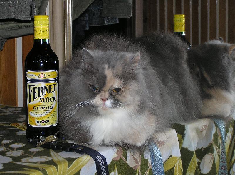 Foto: I ko�ky maj� sv� dny-U zrcadla