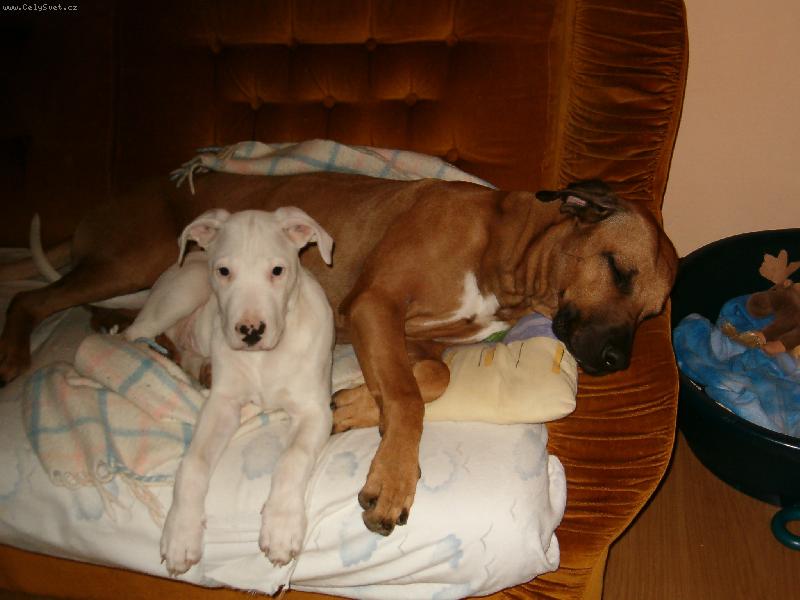 Foto: Monty a Stif-Argentinsk� doga a Rhod�sk� ridgeback