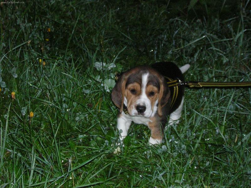 Foto: prvn� vych�zka v nov�m domov�