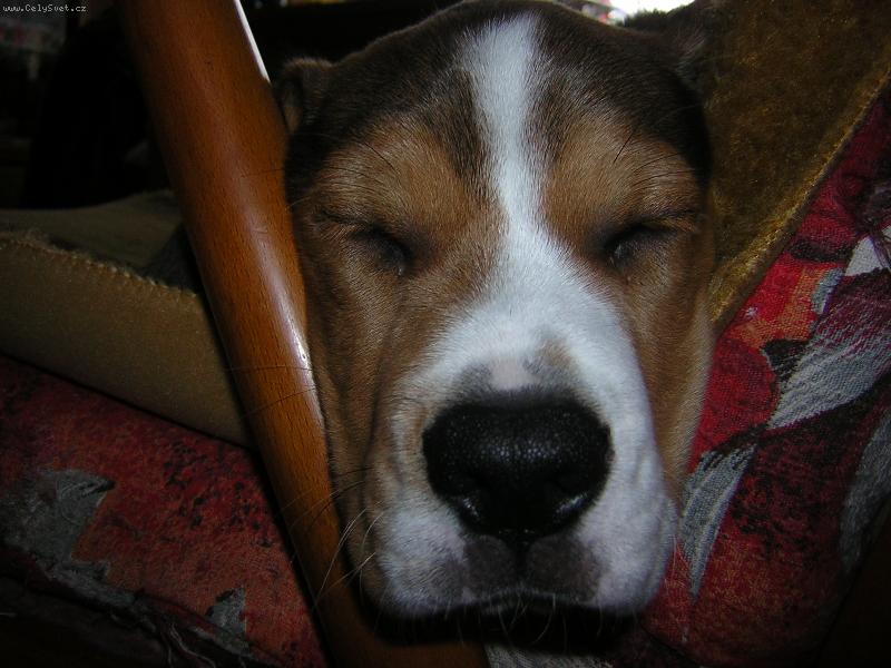 Foto: tam v�n� neprolezu-tudy v�n� neprolezu, a� chci jak chci- to by z toho a� jeden usnul