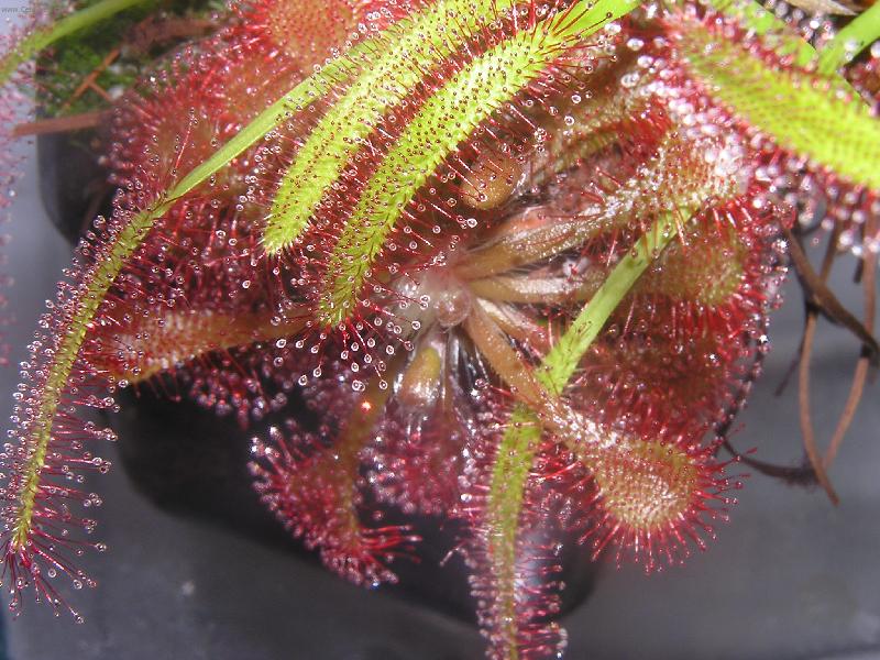 Foto: maso�ravka-Drosera capensis a drosera capillaris