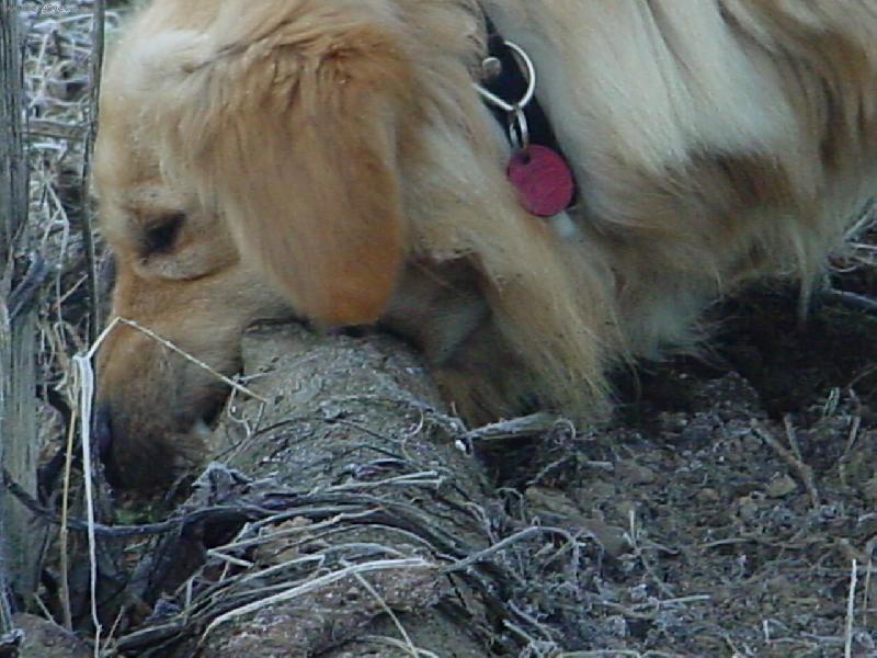 Foto: Kim�k na lovu-J� tu my� dostanu!!!