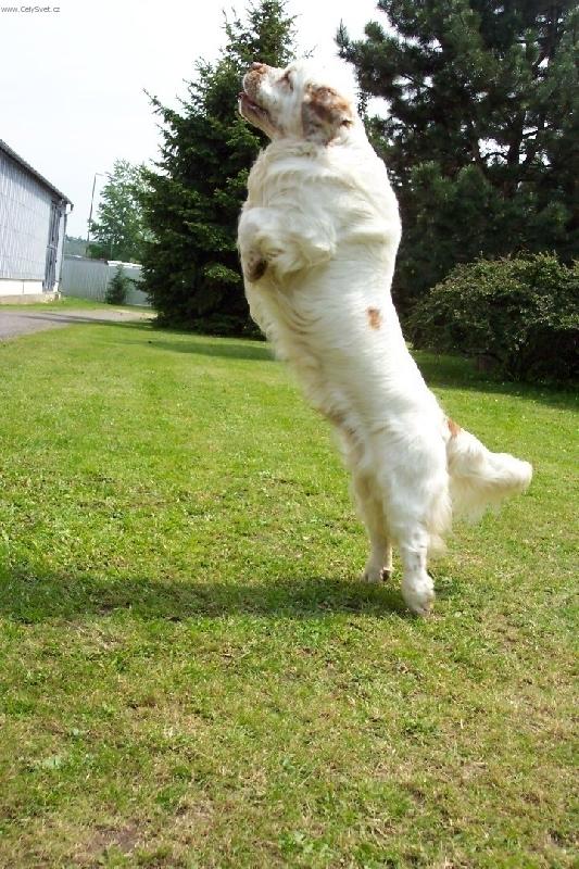 Foto: clumber spaniel cz-jak vid�m plemeno j�