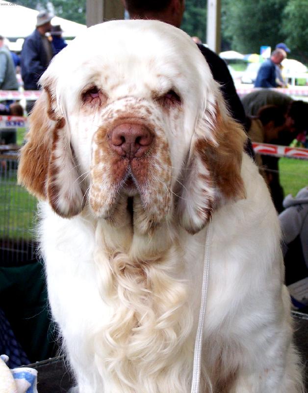 Foto: clumber spaniel cz 1-jak vid�m plemeno j�