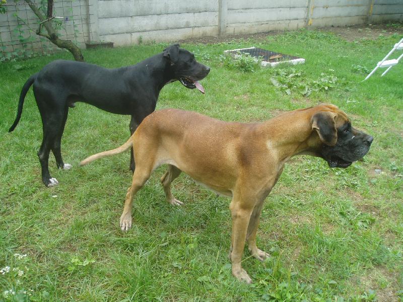 Foto: Dva hafani-Tak to jsou na�i mil��ci