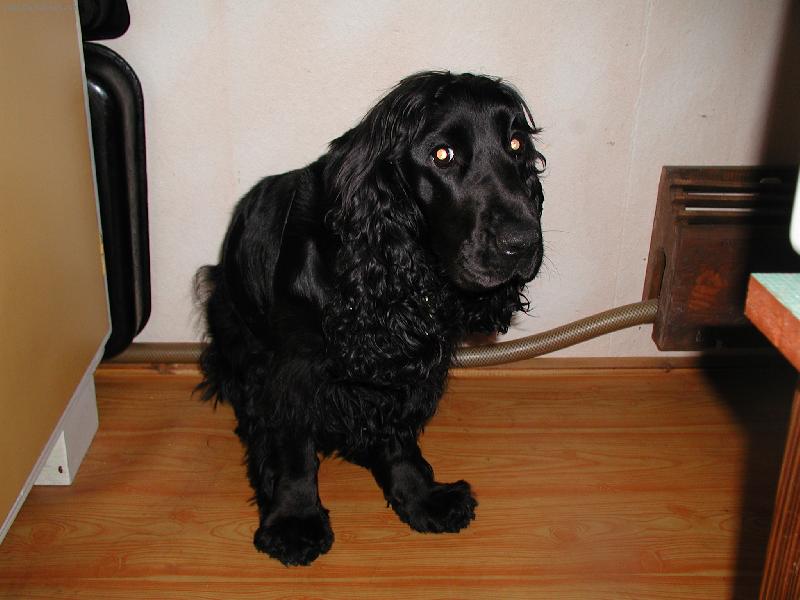 Foto: J� jsem ty p�rky nesn�dla!!-Peggy v kuchyni