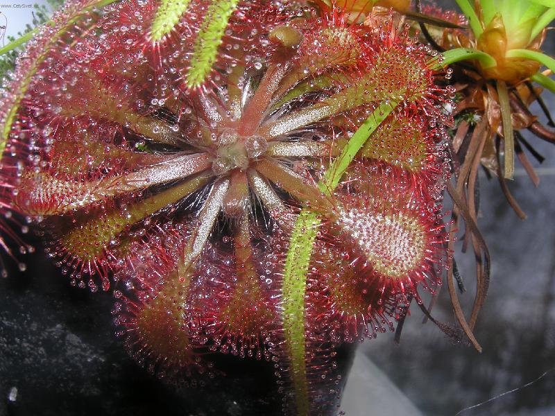 Foto: maso�ravka-Drosera capensis a drosera capillaris