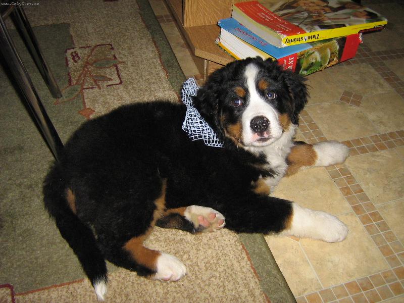 Foto: Barunka jako v�no�n� d�re�ek.........