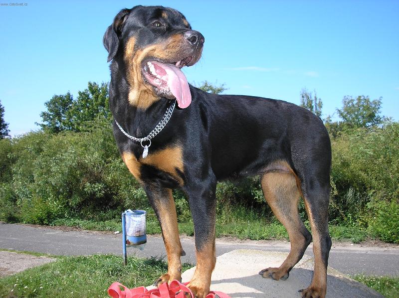 Foto: Kimmy-Jen se p�edv�d�m :))