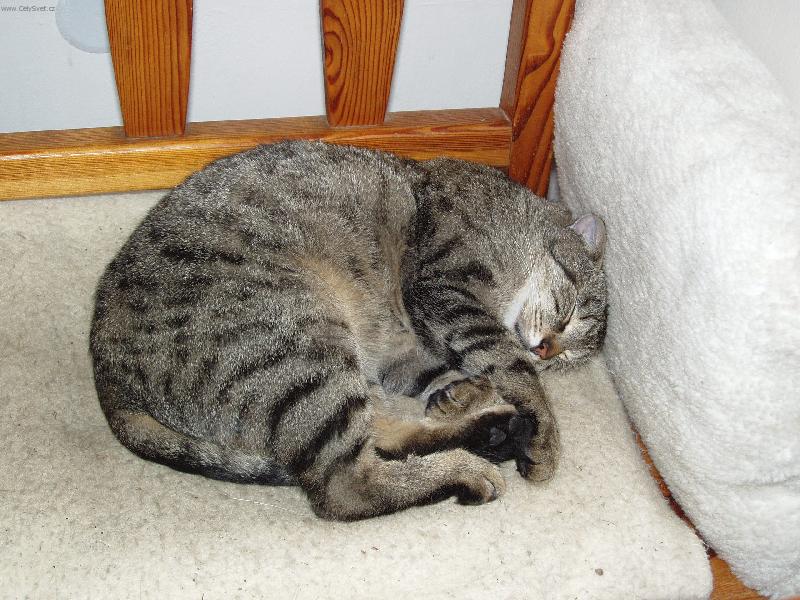 Foto: Moure�ek-Moure�ek po no�n�ch toulk�ch