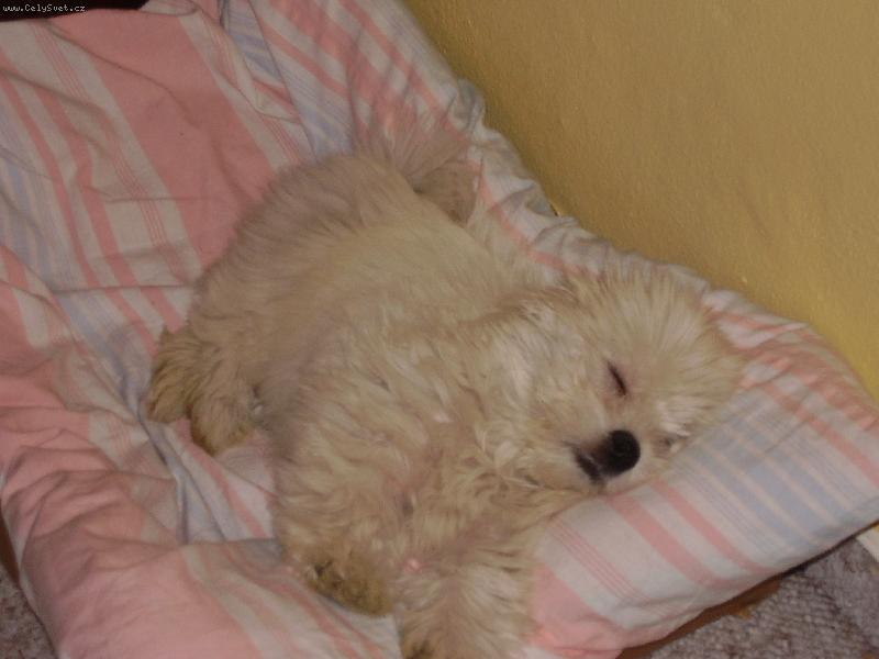 Foto: Utahan� po proch�zce-copak se Kimikovi asi zd�?