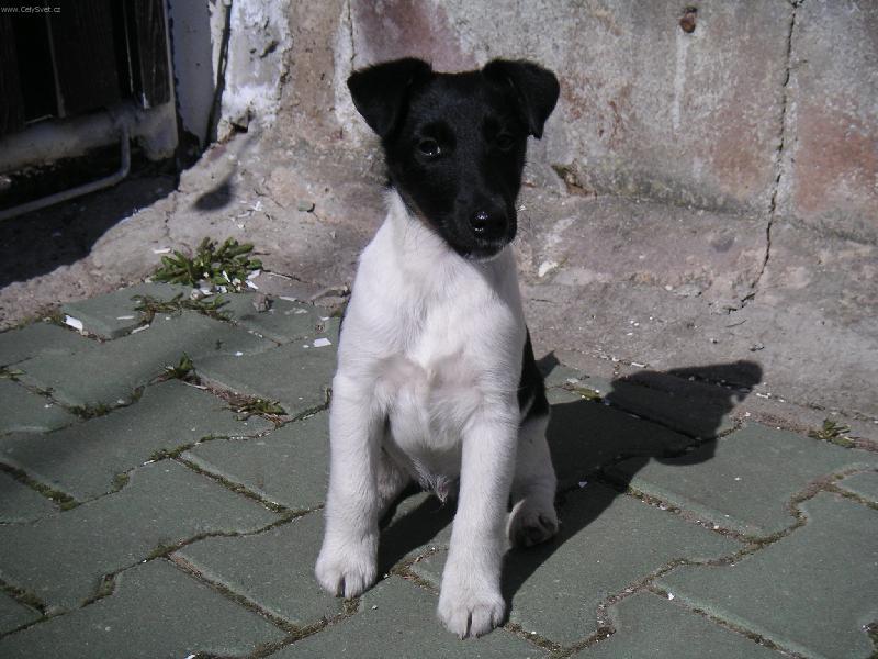 Foto: To jsem j�-FXH CARO Z KRAV� HLAVY