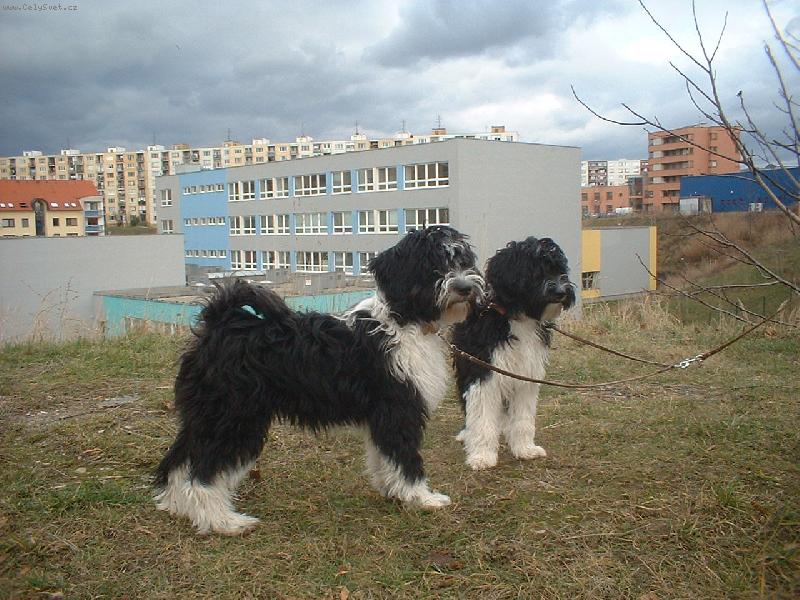 Foto: pozujeme-sestry tibeta�ly