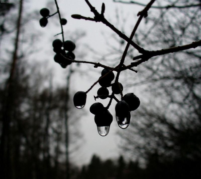 Foto: po de�ti-kapky na bobul�ch