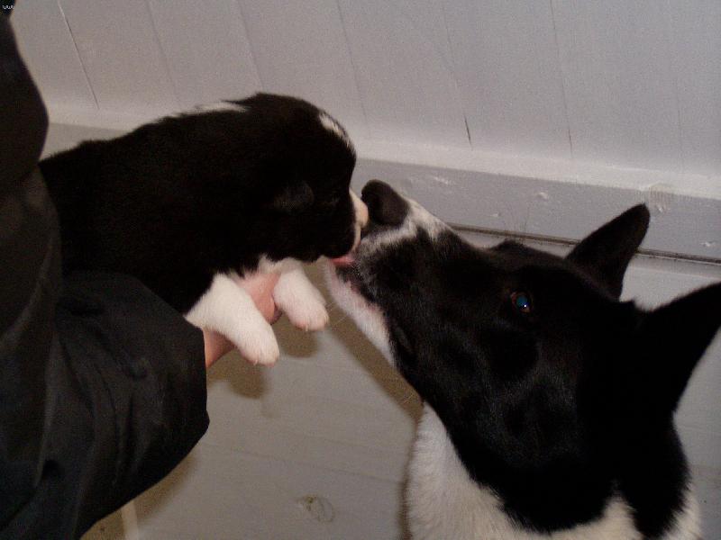 Foto: Ben�k se svou ps� m�mou-Asinka ukazuje svoji l�sku k Ben�kovi