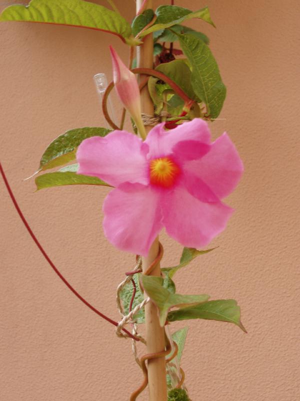 Foto: L�to-vo�av� z�ti��