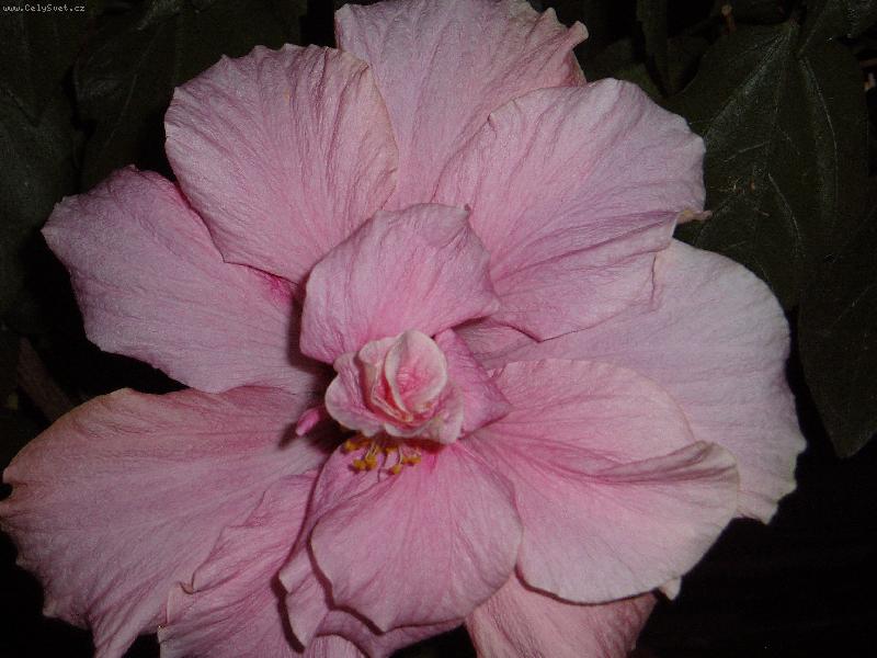 Foto: r��ov� krinol�na