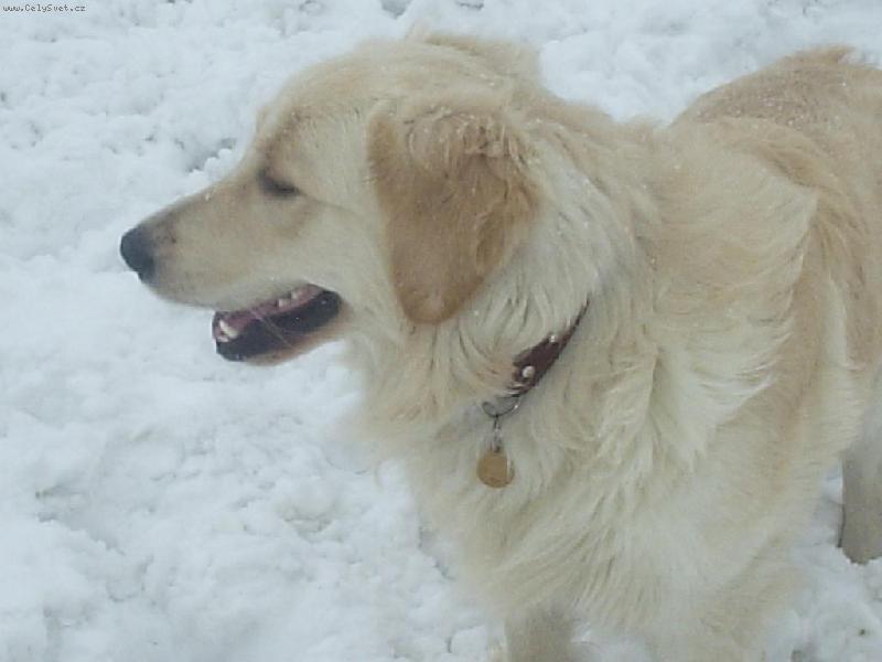 Foto: Arkisek a sn�ek-Sn�� sn��, kam v�ichni be��?