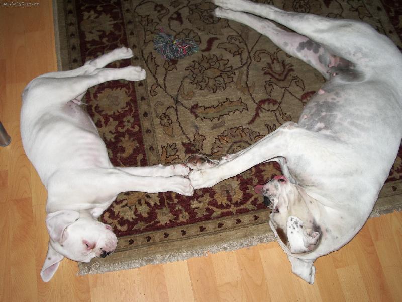 Foto: dej mi tlapku...