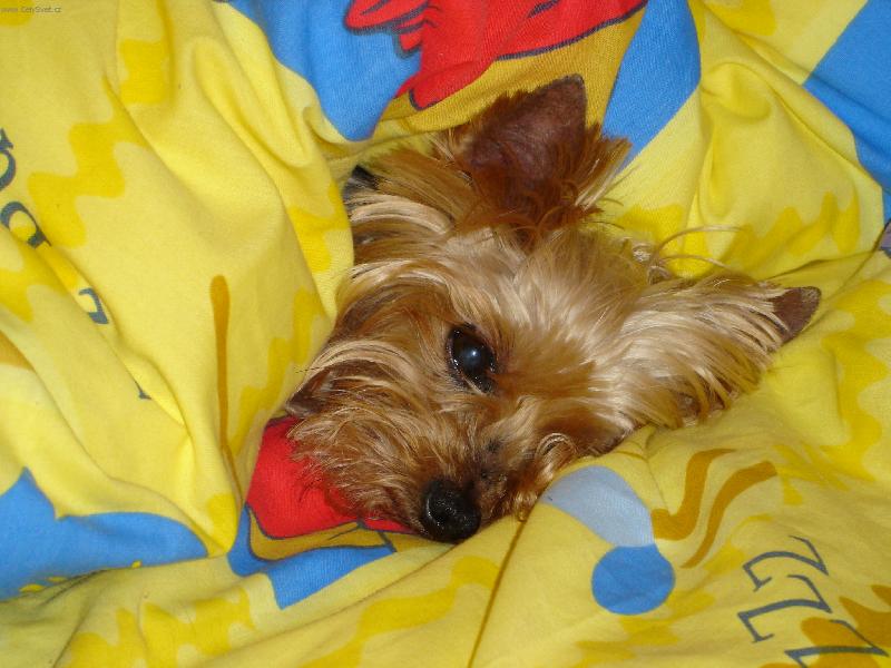 Foto: Sindulka-V post�lce pod pe�inkou je b�jo!!!