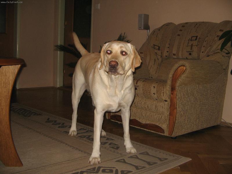 Foto: Meginka se roz�iluje