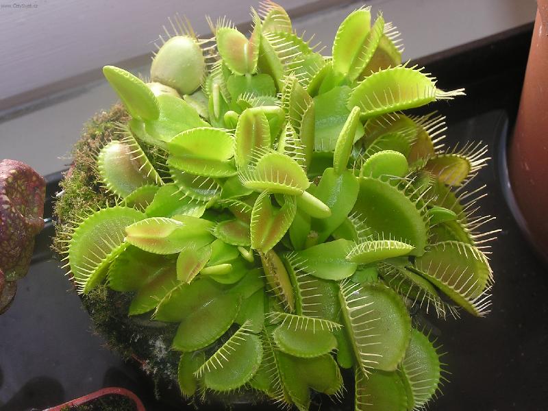 Foto: Maso�ravka-Dionea muscipula- mucholapka podivn�