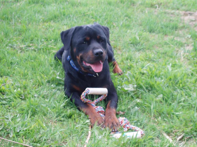 Foto: Vhr�l jsem ! ! ! Jsem hrdina :o)-Tak a poj� se semnou zase p�etahovat a ��dn� fl�k�n� !