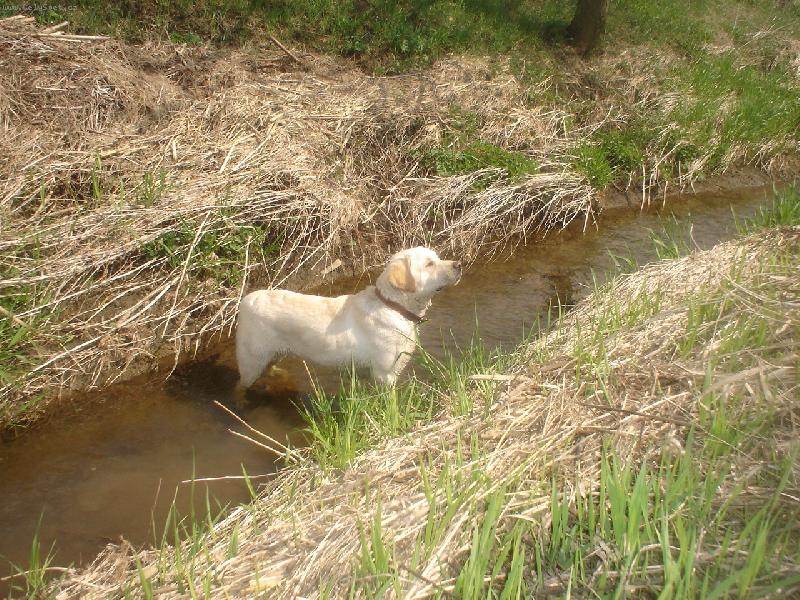 Foto: J���, co to tam je??-N� pejs�nek v potoku