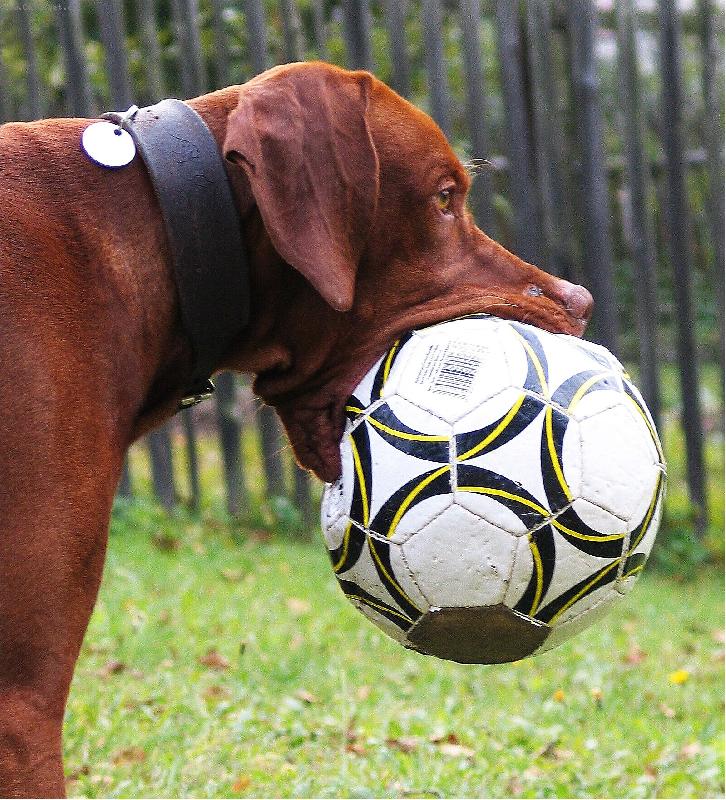 Foto: Fotbalista za��te�n�k aneb p��li� velk� sousto