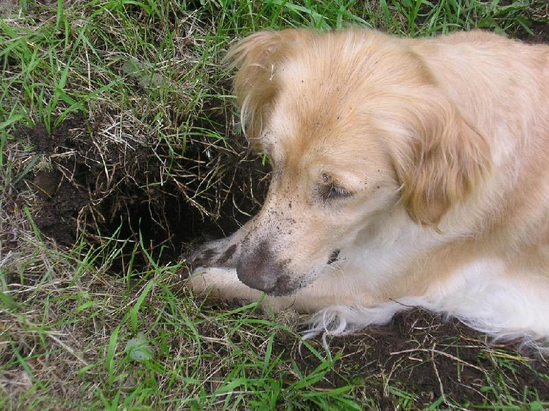 Foto: Ko�kopes a jeho d�lo-Pes, jeho� nejv�t�� z�liba je chyt�n� my�� :) A je fakt vytrval�.