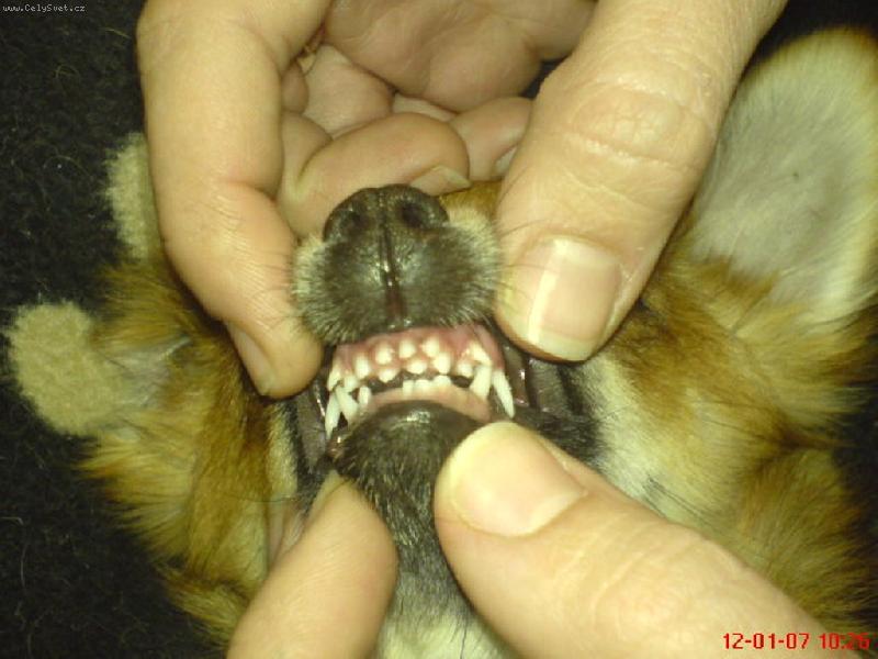 Foto: Sokrates-No co no, rostou n�jak divn�...